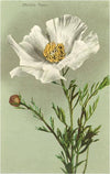 Postcard FC-40 Matilija Poppy