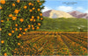 Postcard CA-595 Orange Groves, Ojai