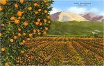 Postcard CA-595 Orange Groves, Ojai