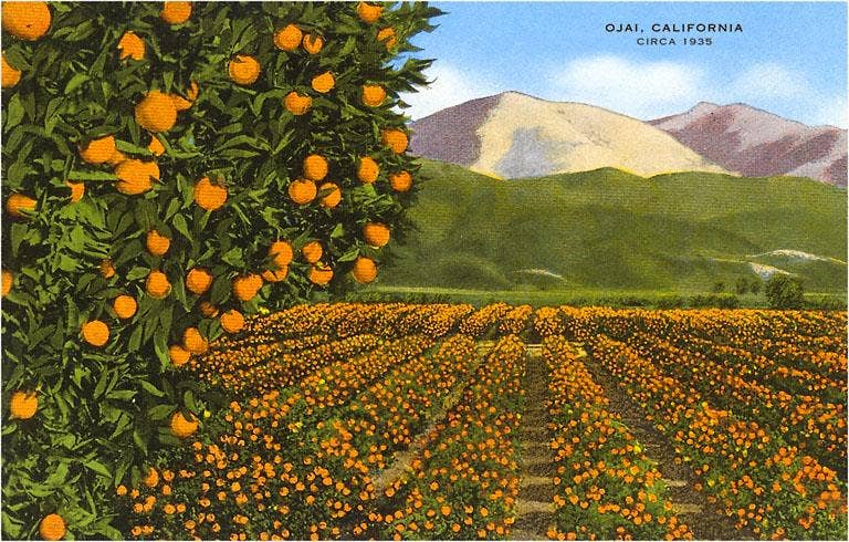 Postcard CA-595 Orange Groves, Ojai