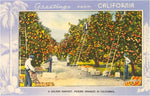 Postcard CA-356 Greetings from California, Orange Grove