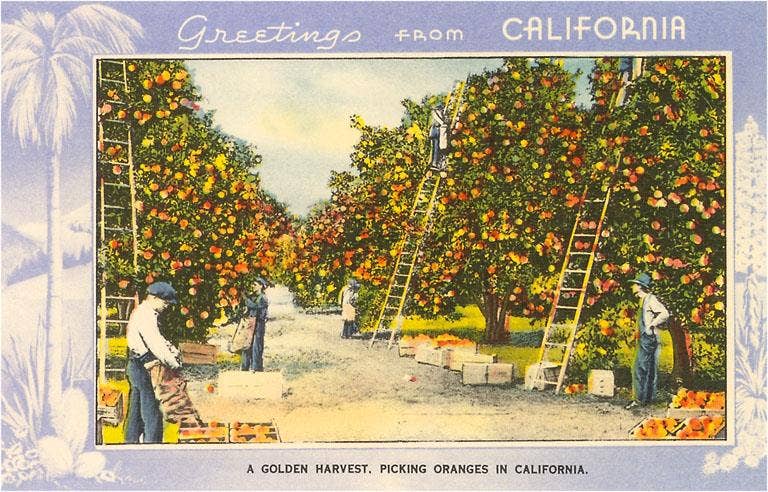 Postcard CA-356 Greetings from California, Orange Grove