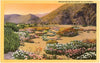 Postcard CD-32 Springtime in the California Desert