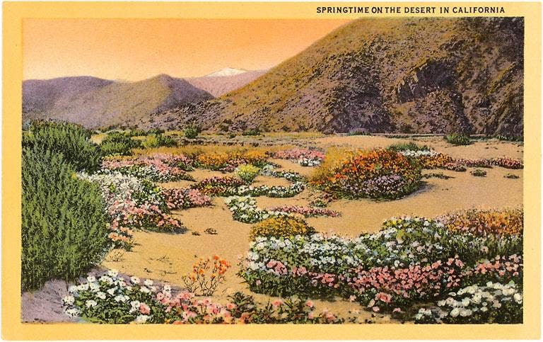 Postcard CD-32 Springtime in the California Desert