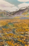 Postcard CA-1583 California Poppies