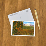 Postcard CA-595 Orange Groves, Ojai