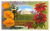 Postcard CC-31 Poppies, Poinsettias, Ojai