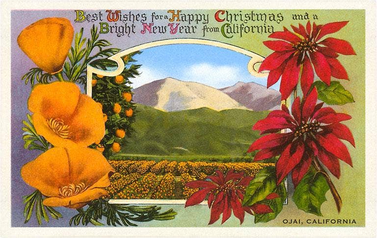 Postcard CC-31 Poppies, Poinsettias, Ojai