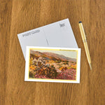 Postcard CD-18 Chollas Cactus and Desert Flowers