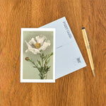 Postcard FC-40 Matilija Poppy