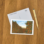 Postcard CA-596 Orange Groves, Ojai