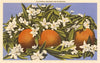 Postcard CA-67 Oranges and Blossoms, California