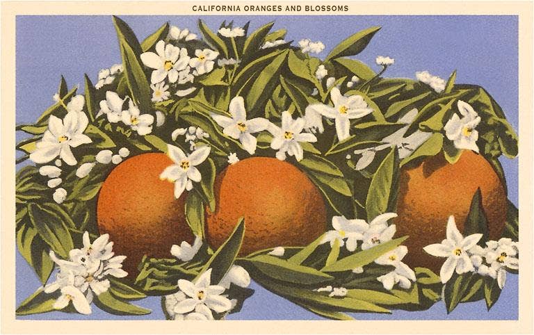 Postcard CA-67 Oranges and Blossoms, California