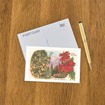 Postcard CC-30 Oranges, Poinsettias, Ojai