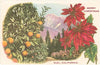 Postcard CC-30 Oranges, Poinsettias, Ojai