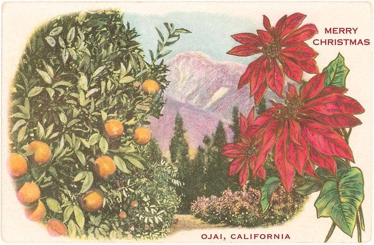 Postcard CC-30 Oranges, Poinsettias, Ojai