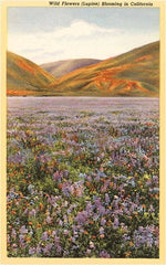 Postcard CA-115 Wildflowers in California