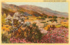 Postcard CD-18 Chollas Cactus and Desert Flowers