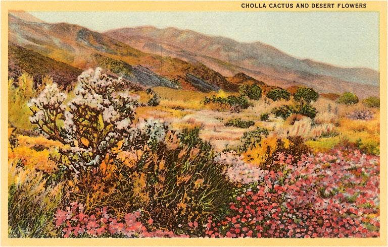 Postcard CD-18 Chollas Cactus and Desert Flowers