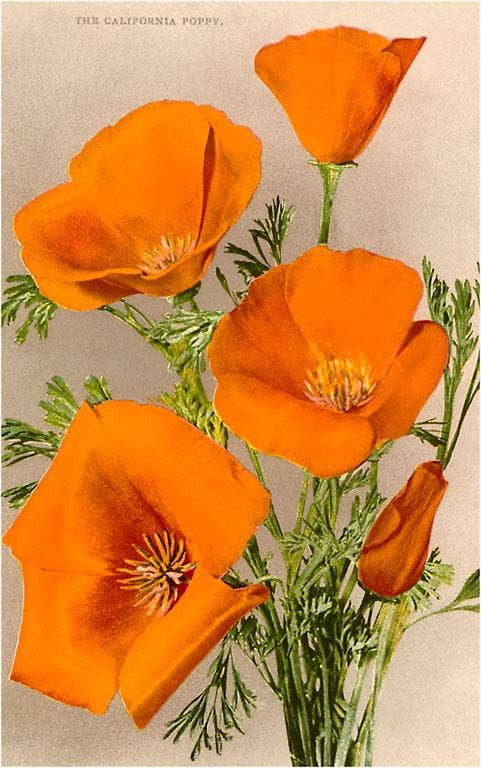 Postcard CA-121 California Poppies