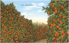 Postcard CA-596 Orange Groves, Ojai